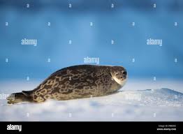 Image result for Pusa hispida