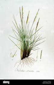 Attēlu rezultāti vaicājumam “Nardus stricta”