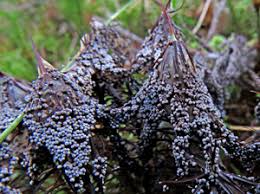 Attēlu rezultāti vaicājumam “Badhamia lilacina”