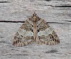 Attēlu rezultāti vaicājumam “Hydriomena impluviata”