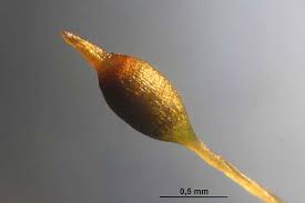 Attēlu rezultāti vaicājumam “Gymnostomum aeruginosum”