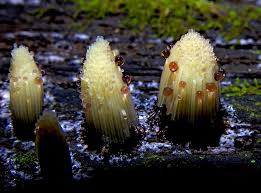 Attēlu rezultāti vaicājumam “Stemonitis pallida var. rubescens stalked”