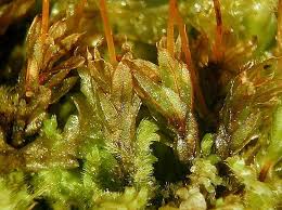 Attēlu rezultāti vaicājumam “Mnium marginatum”