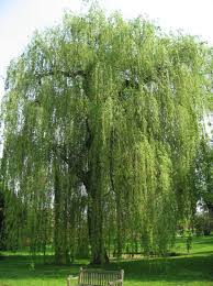 Attēlu rezultāti vaicājumam “Salix alba var. alba”