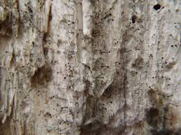 Attēlu rezultāti vaicājumam “Chaenotheca gracilenta”