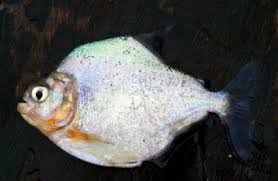 Image result for Prestatyn Piranhas