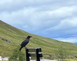 Image result for Merseyside Ravens