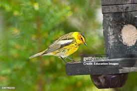 Image result for Dendroica tigrina