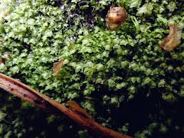 Attēlu rezultāti vaicājumam “Harpanthus scutatus”