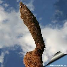 Attēlu rezultāti vaicājumam “Retinia resinella exuvia”