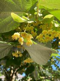 Attēlu rezultāti vaicājumam “Tilia tomentosa flower”