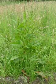 Image result for Sauerampfer