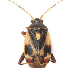 Attēlu rezultāti vaicājumam “Polymerus palustris”