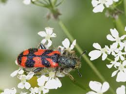 Attēlu rezultāti vaicājumam “Cleridae”