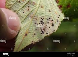 Attēlu rezultāti vaicājumam “Phragmidium sp.”