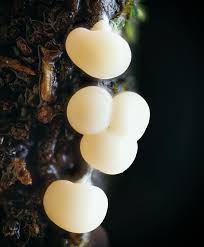 Attēlu rezultāti vaicājumam “Trichia varia macro”