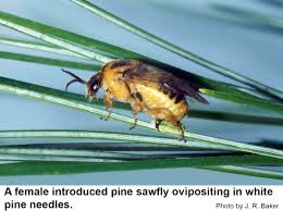 Attēlu rezultāti vaicājumam “Diprionidae cocoon”