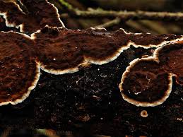 Attēlu rezultāti vaicājumam “Hymenochaete tabacina”