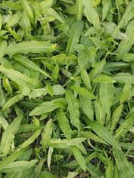 Attēlu rezultāti vaicājumam “Bunias orientalis bud”