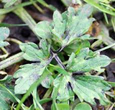 Attēlu rezultāti vaicājumam “Ranunculus repens leaf”