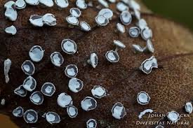 Attēlu rezultāti vaicājumam “Diderma hemisphaericum macro”