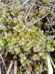 Attēlu rezultāti vaicājumam “Cinclidium stygium”