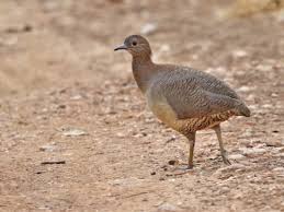 Attēlu rezultāti vaicājumam “Harminius undulatus”