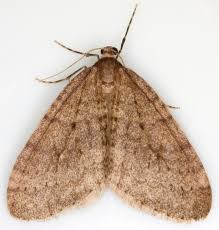 Attēlu rezultāti vaicājumam “Operophtera”