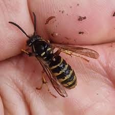 Attēlu rezultāti vaicājumam “Dolichovespula media”