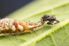 Attēlu rezultāti vaicājumam “Chrysopidae larva”