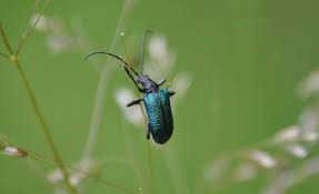 Attēlu rezultāti vaicājumam “Gaurotes virginea”