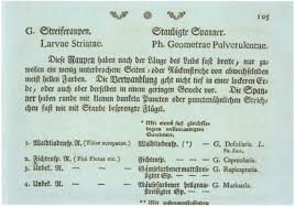 Attēlu rezultāti vaicājumam “Epirranthis diversata upperside”