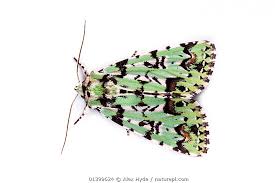 Attēlu rezultāti vaicājumam “Moma alpium”