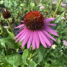 Image result for Echinacea purpurea