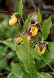 Attēlu rezultāti vaicājumam “Cypripedium calceolus”