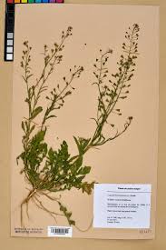 Attēlu rezultāti vaicājumam “Capsella bursa-pastoris”