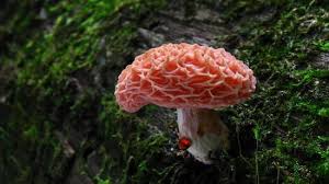 Attēlu rezultāti vaicājumam “Rhodotus palmatus”