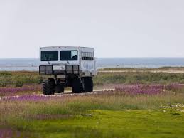 Image result for tundra buggy