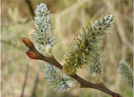 Attēlu rezultāti vaicājumam “Salix cinerea female flower”