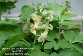 Attēlu rezultāti vaicājumam “Corydalis cava”