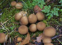 Attēlu rezultāti vaicājumam “Campylopus pyriformis sporophyte”