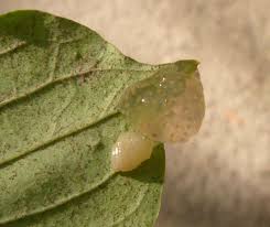 Attēlu rezultāti vaicājumam “Trichoptera egg mass”