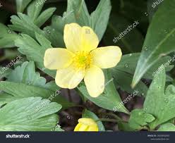 Attēlu rezultāti vaicājumam “Anemone x lipsiensis leaf”