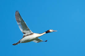 Attēlu rezultāti vaicājumam “Podiceps cristatus”