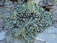 Attēlu rezultāti vaicājumam “Menegazzia terebrata”