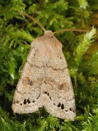 Attēlu rezultāti vaicājumam “Orthosia munda”