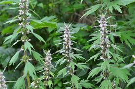 Attēlu rezultāti vaicājumam “Leonurus quinquelobatus”