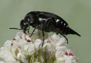 Attēlu rezultāti vaicājumam “Mordella sp.”