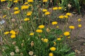 Attēlu rezultāti vaicājumam “Leontodon hispidus flower”
