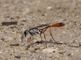 Attēlu rezultāti vaicājumam “Ammophila sp.”
